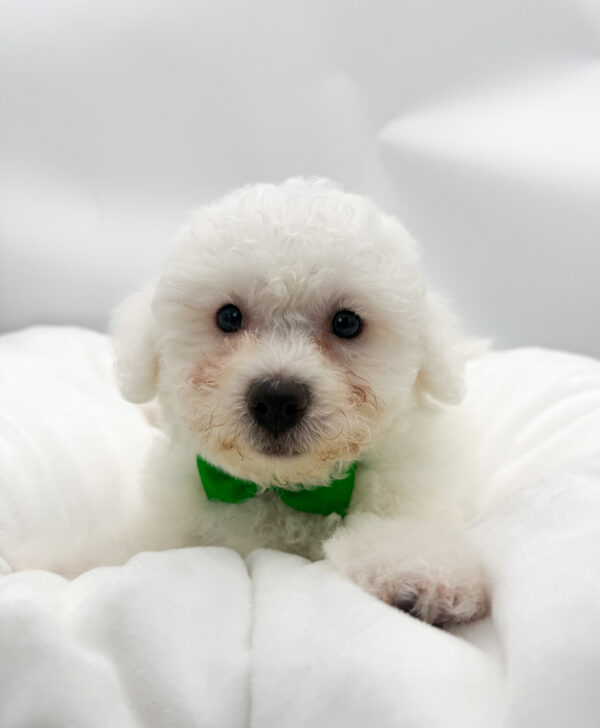 Oyster - Bichon Frise - Image 2