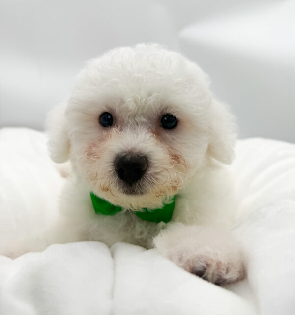 Oyster - Bichon Frise - Image 1