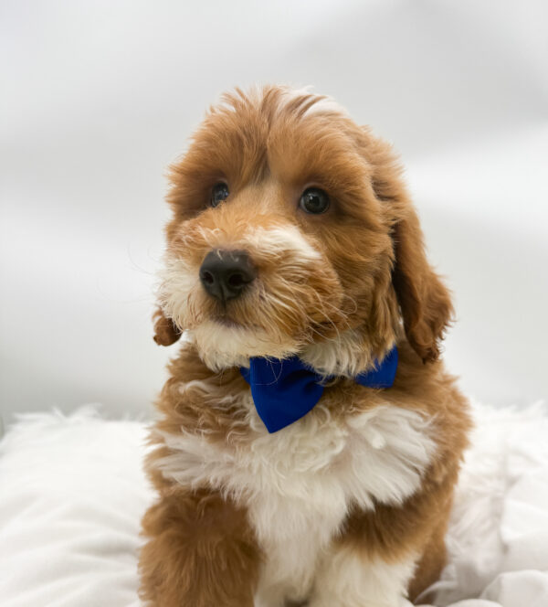 Zero - Goldendoodle Mini 2nd Gen - Image 2