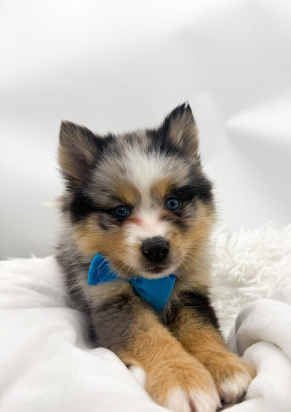 Ledge - Pomsky 2nd Gen - Image 2