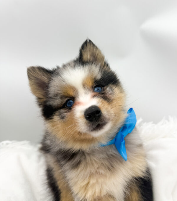 Ledge - Pomsky 2nd Gen - Image 1