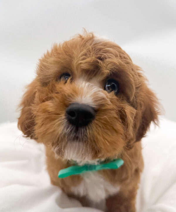 Crimson - Cavapoo - Image 1