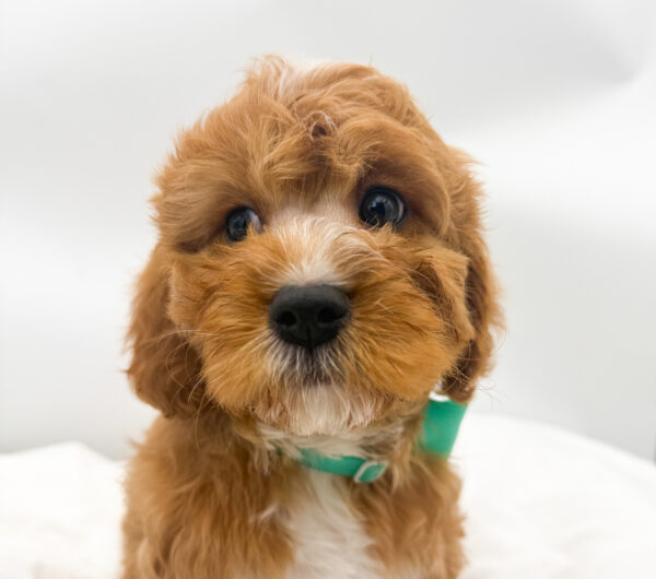 Crimson - Cavapoo - Image 2