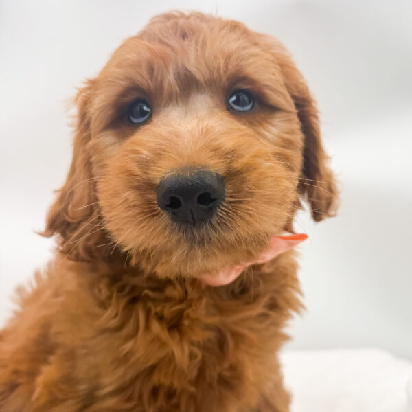 Galaxy - Goldendoodle - Image 2