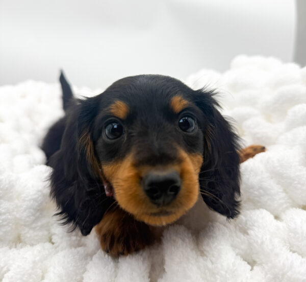 Giselle - Dachshund - Image 2