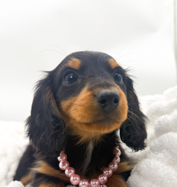 Giselle - Dachshund - Image 1