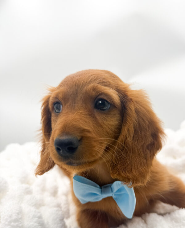 Sherman - Dachshund - Image 2