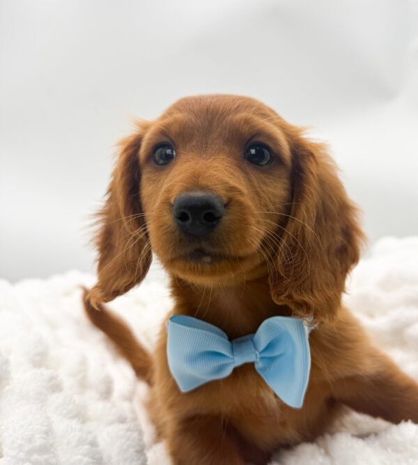 Sherman - Dachshund - Image 1