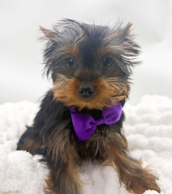 Hazel - Yorkshire Terrier - Image 1