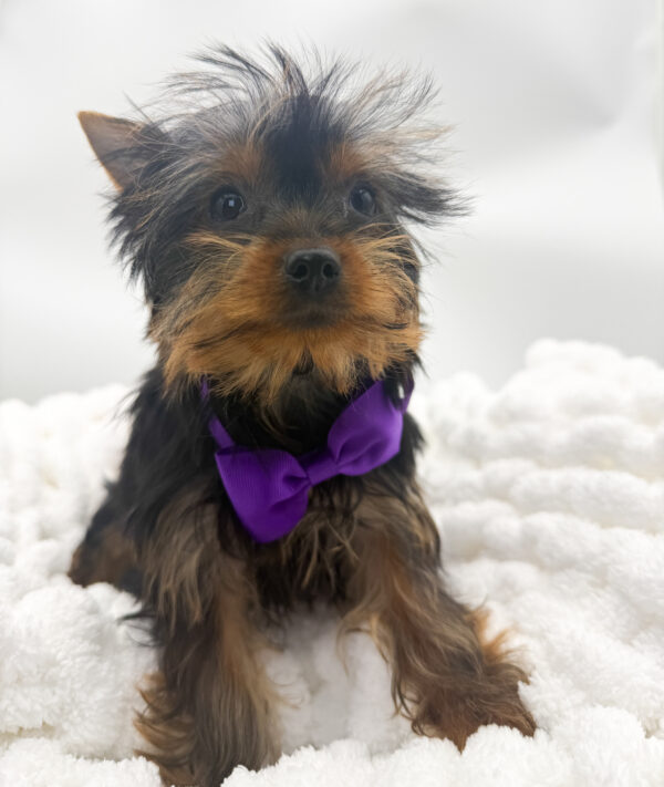 Hazel - Yorkshire Terrier - Image 2