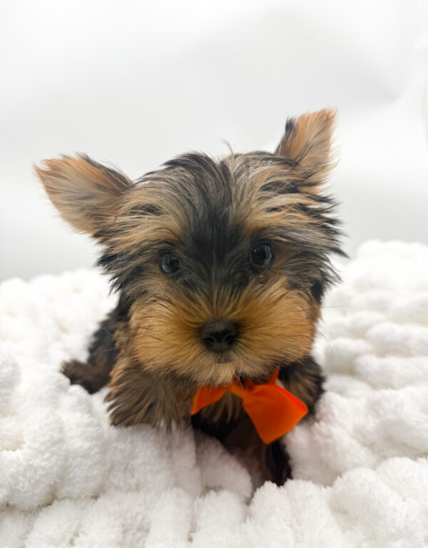 Bruno - Yorkshire Terrier - Image 2