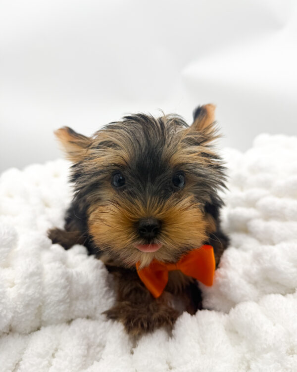 Bruno - Yorkshire Terrier - Image 1