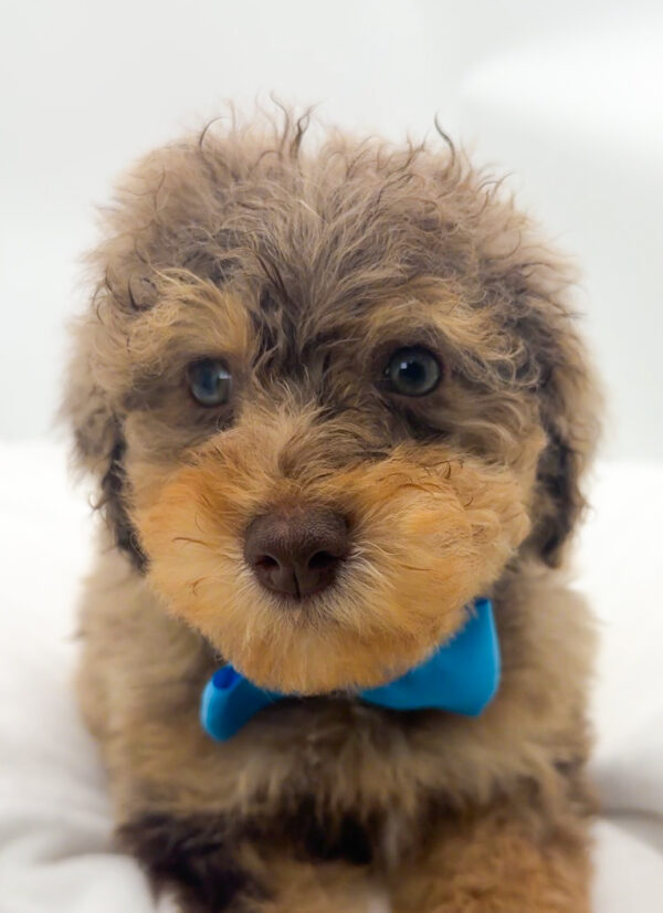 Zephyr - Poodle - Image 1