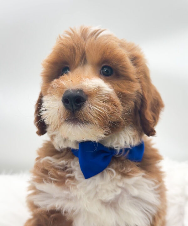Zero - Goldendoodle Mini 2nd Gen - Image 1