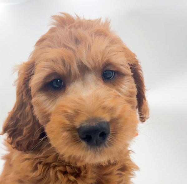 Galaxy - Goldendoodle - Image 1