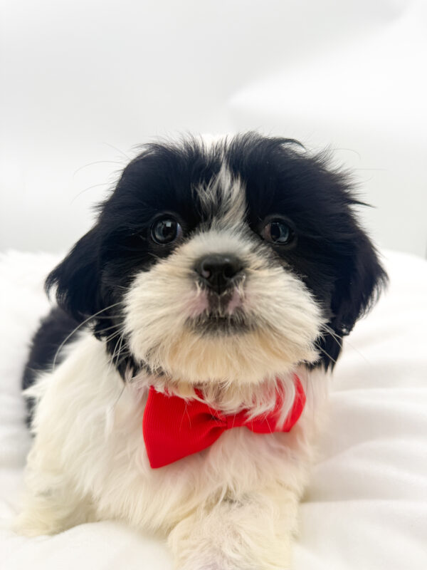 Cannon - Shih Tzu - Image 2