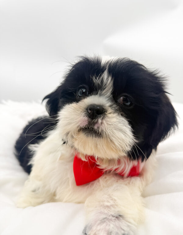 Cannon - Shih Tzu - Image 1