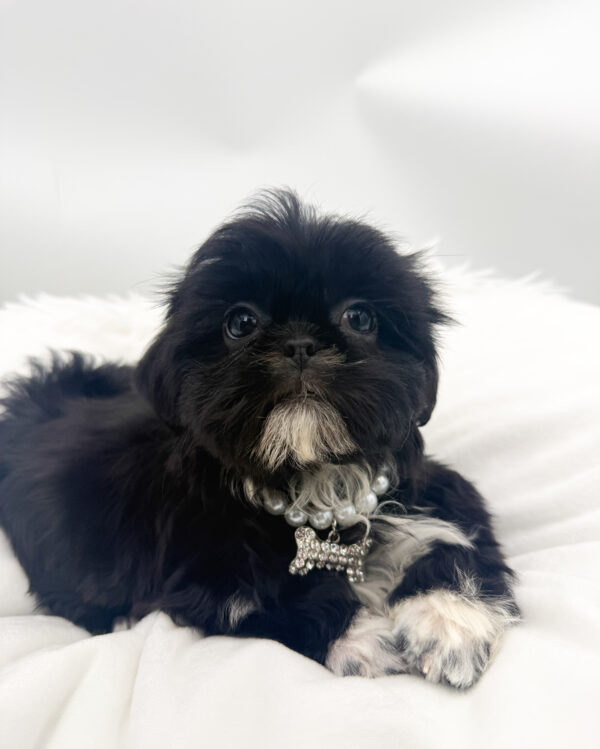 Kacey - Shih Tzu - Image 2