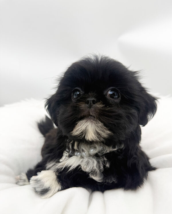 Kacey - Shih Tzu - Image 1