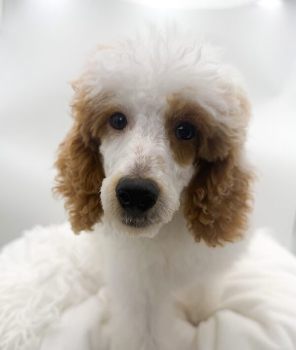 Indigo - Poodle - Image 1