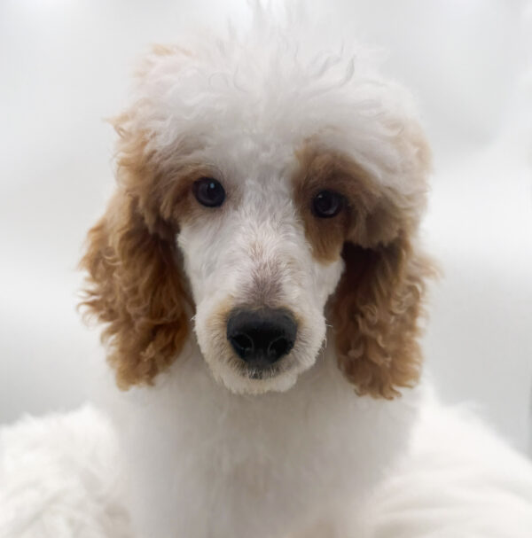 Indigo - Poodle - Image 2