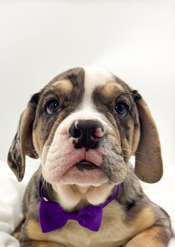 Stitch - Beabull 2nd Gen - Image 1