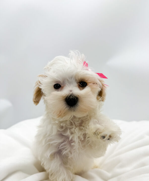 Rustie - Maltipoo - Image 2
