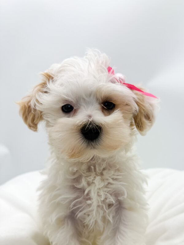 Rustie - Maltipoo - Image 1