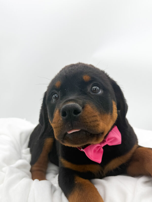 Star - Rottweiler - Image 2