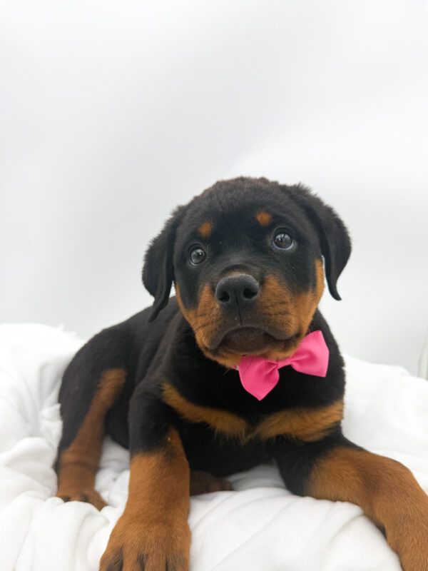 Star - Rottweiler - Image 1
