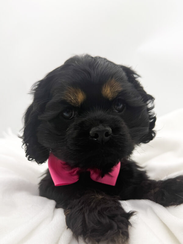 Blanca  - Cocker Spaniel - Image 2