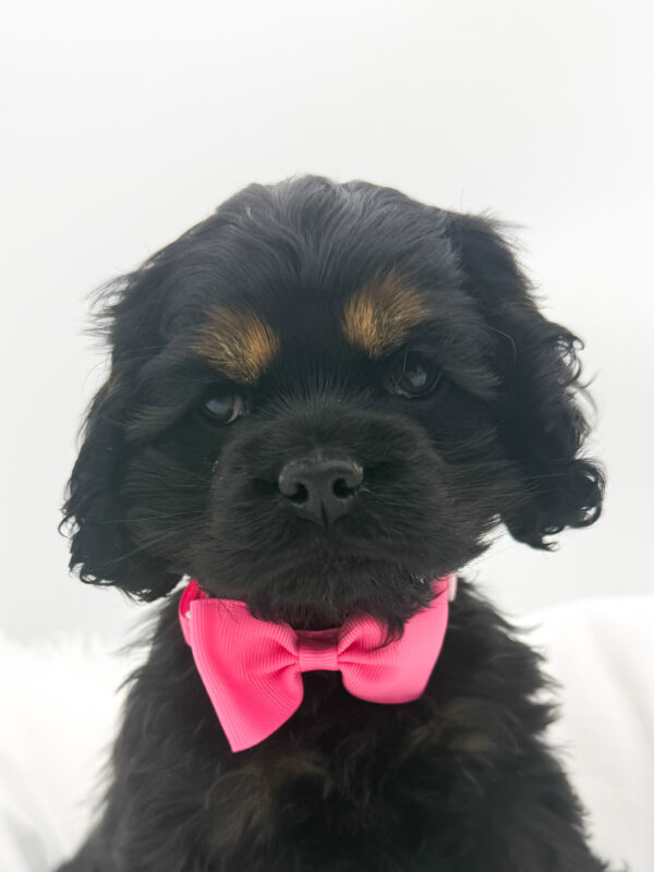 Blanca  - Cocker Spaniel - Image 1