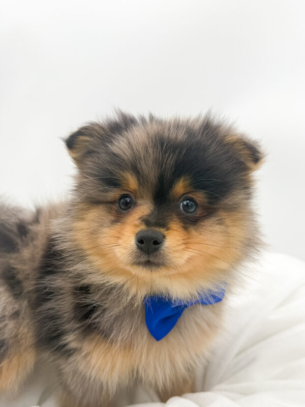 Azul - Pomeranian - Image 2