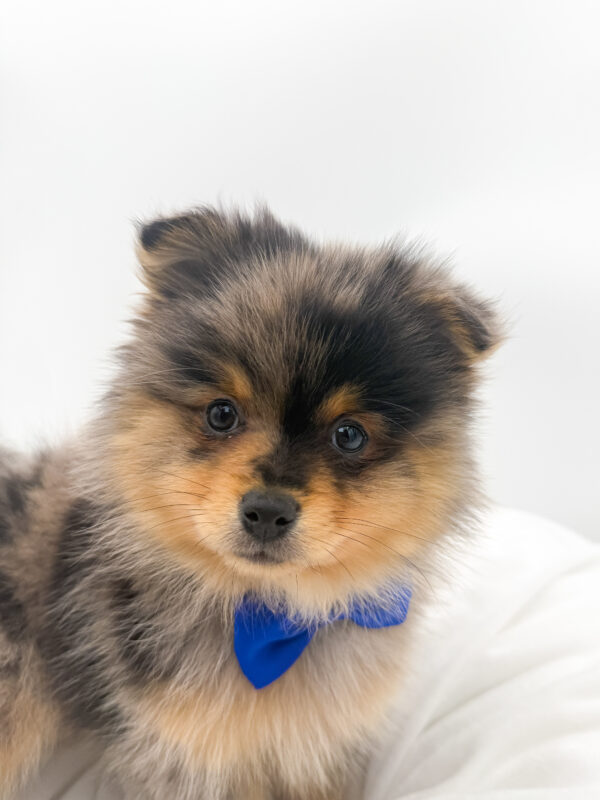 Azul - Pomeranian - Image 1