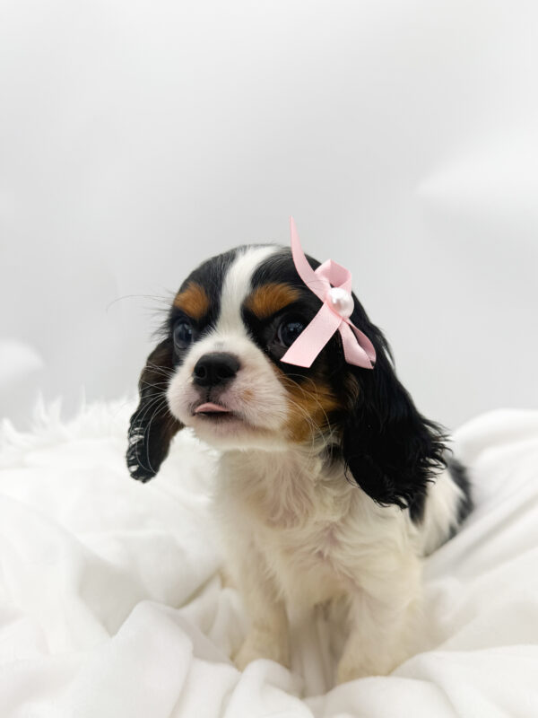 Little Debbie - Cavalier King Charles Spaniel - Image 2
