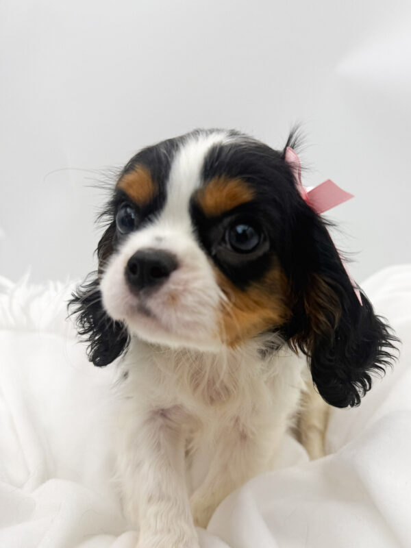 Little Debbie - Cavalier King Charles Spaniel - Image 1