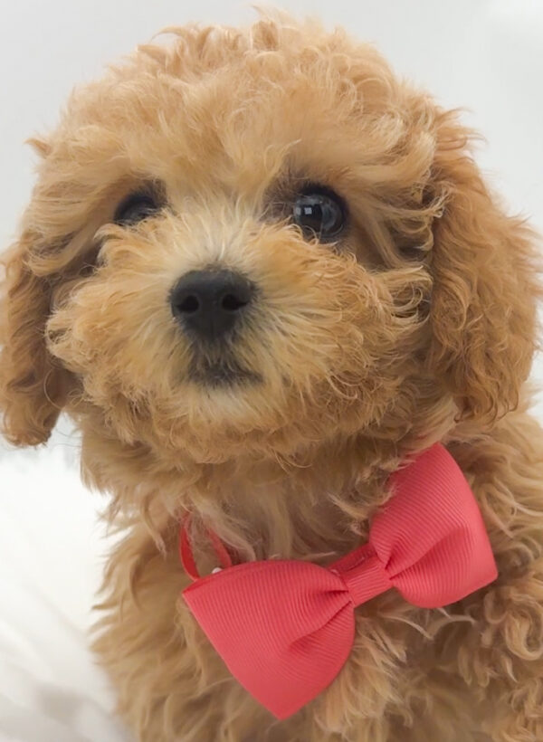 Sunny - Bichapoo - Image 3