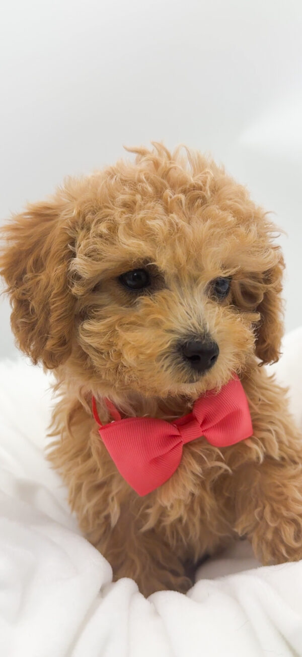 Sunny - Bichapoo - Image 2