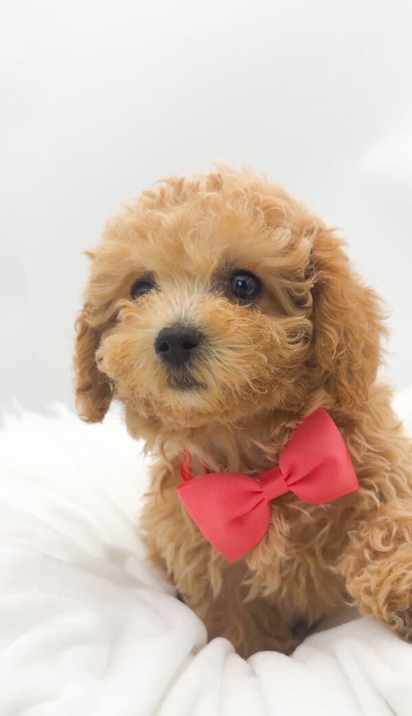 Sunny - Bichapoo - Image 1