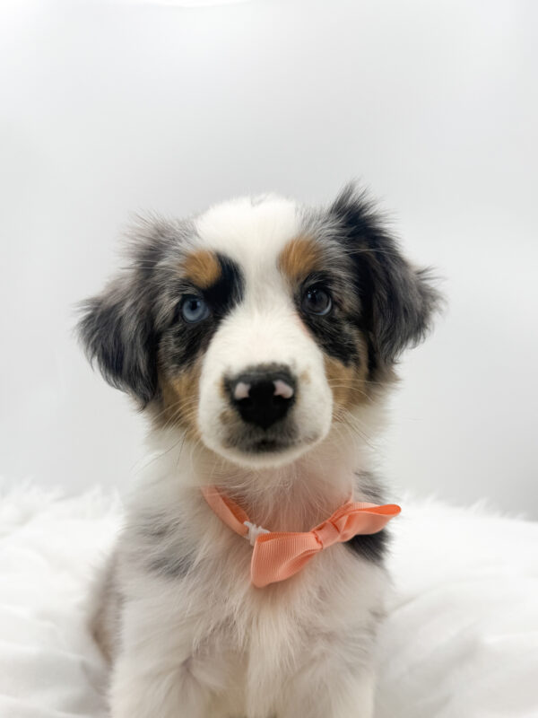 Cassie - Australian Shepherd - Image 1