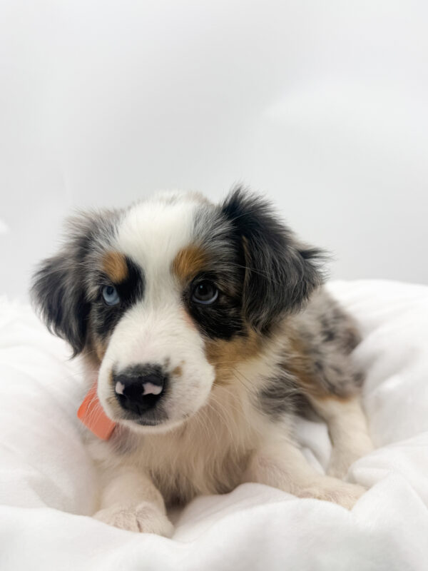 Cassie - Australian Shepherd - Image 2