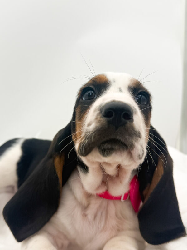 Poppy - Basset Hound - Image 1