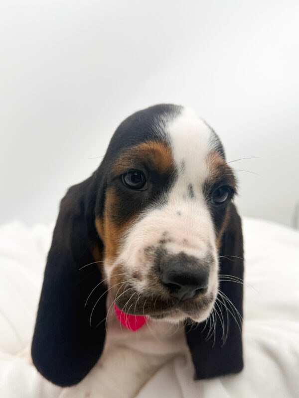 Poppy - Basset Hound - Image 2