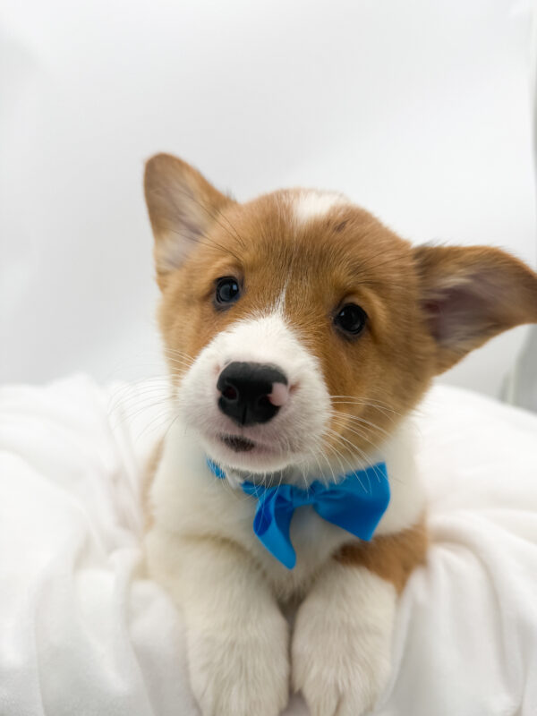 Waffles - Pembroke Welsh Corgi - Image 2