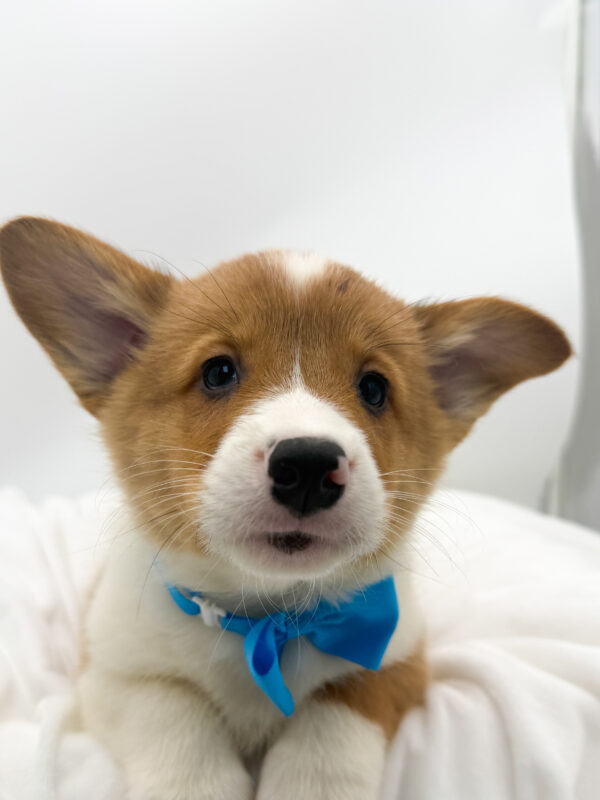 Waffles - Pembroke Welsh Corgi - Image 1