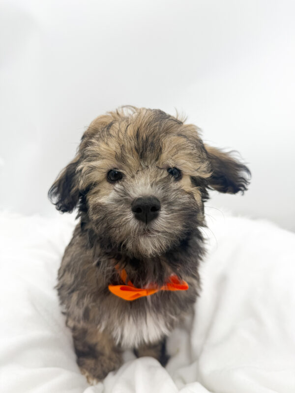 Scout - Havanese - Image 1
