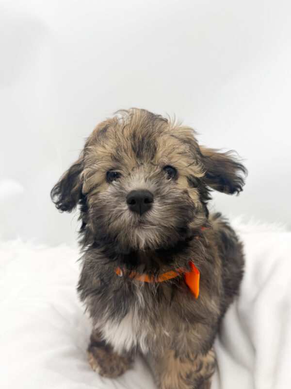 Scout - Havanese - Image 2