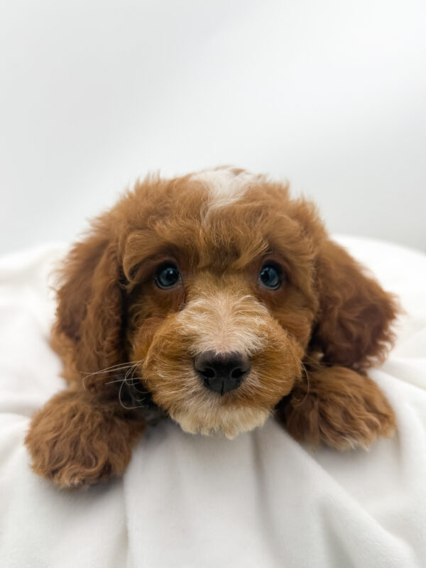 Rocket - Goldendoodle Mini 2nd Gen - Image 2