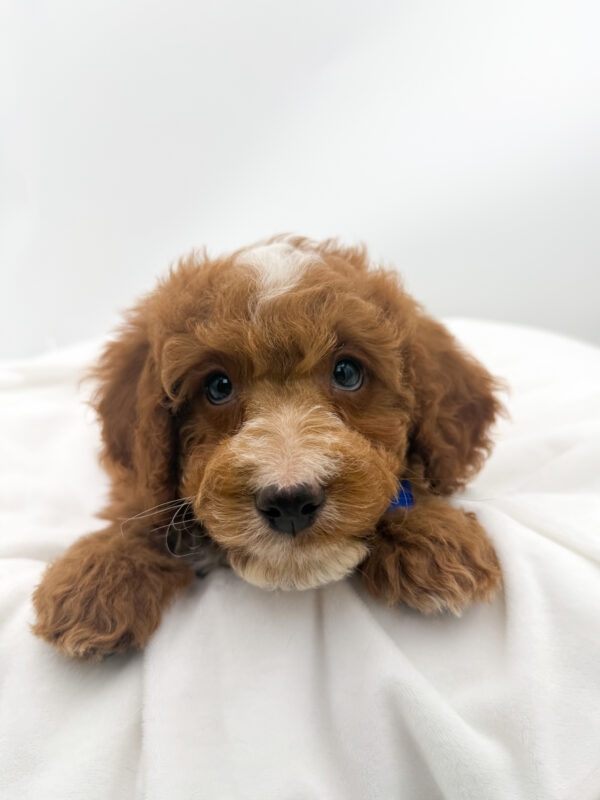 Rocket - Goldendoodle Mini 2nd Gen - Image 1