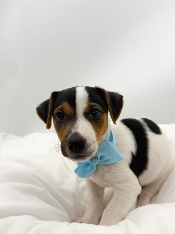 Mack - Jack Russell Terrier - Image 1